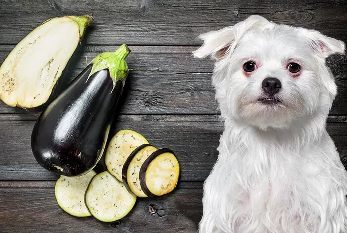 Can Dogs Eat Eggplant