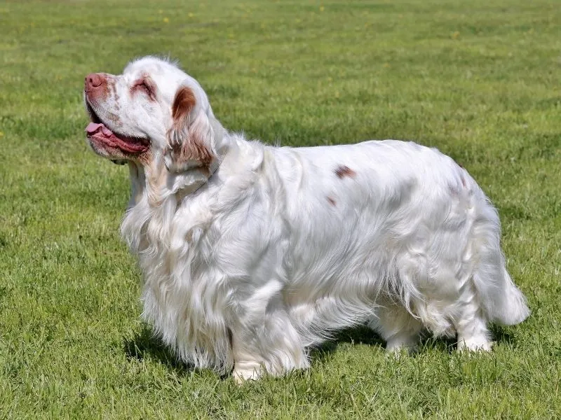 Clumber Spaniel
