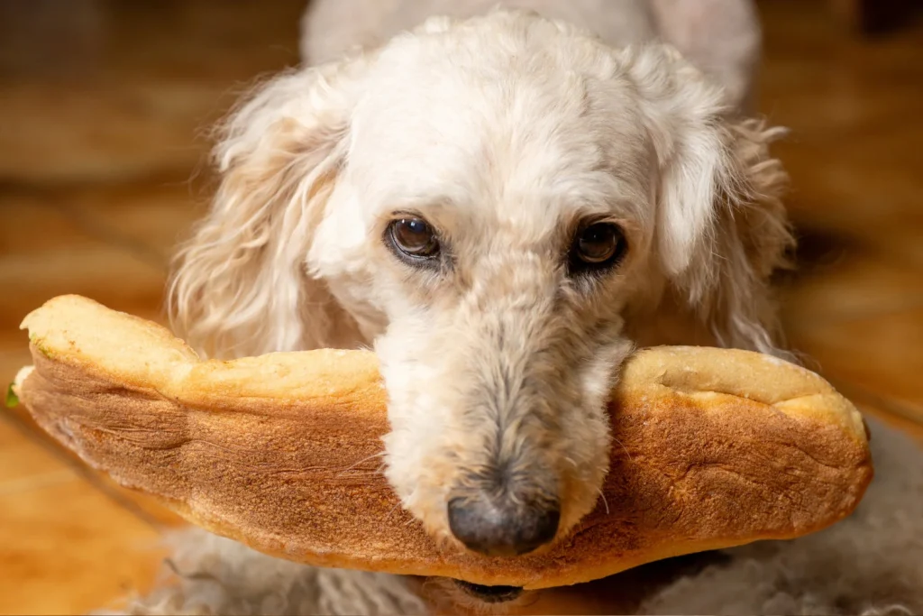 Is Wheat Bread Bad For Dogs