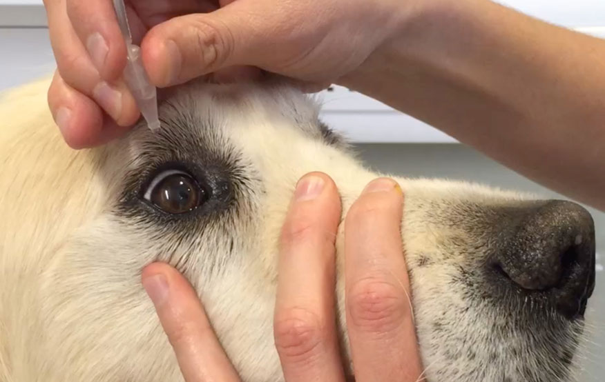 Can You Put Human Eye Drops In A Dog's Eye