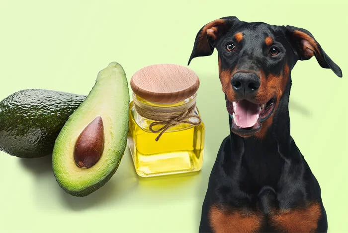 Can Dog Eat Avocado Oil