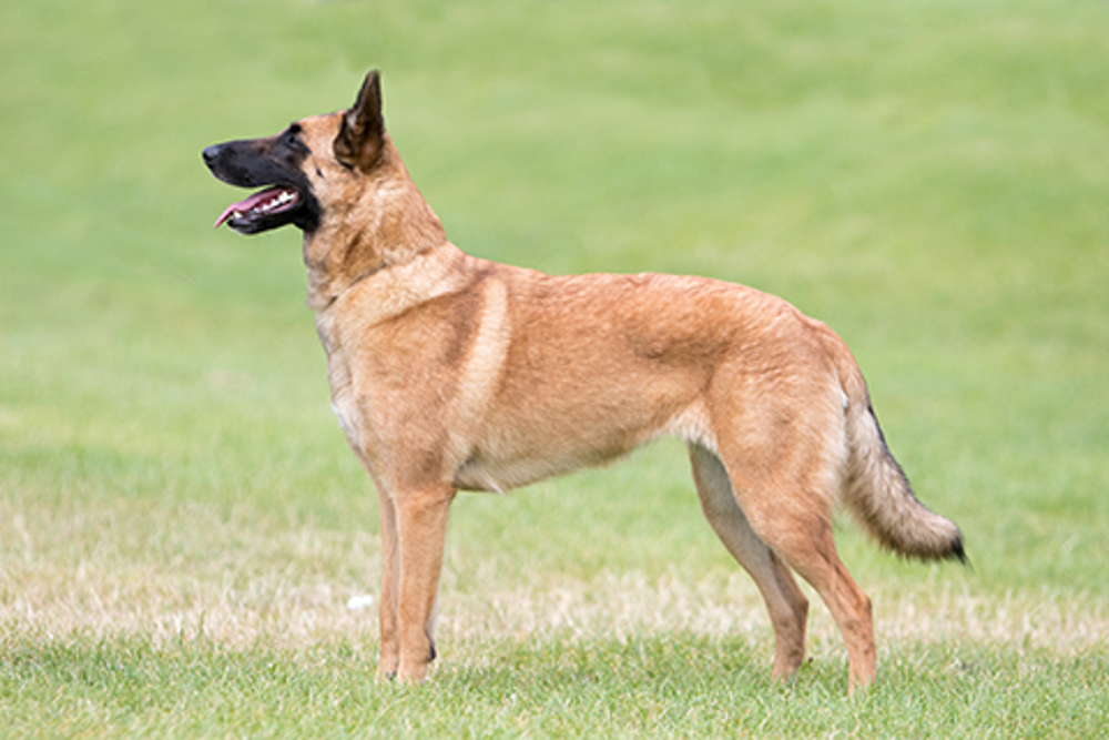 What Is The Bite Force Of A Belgian Malinois