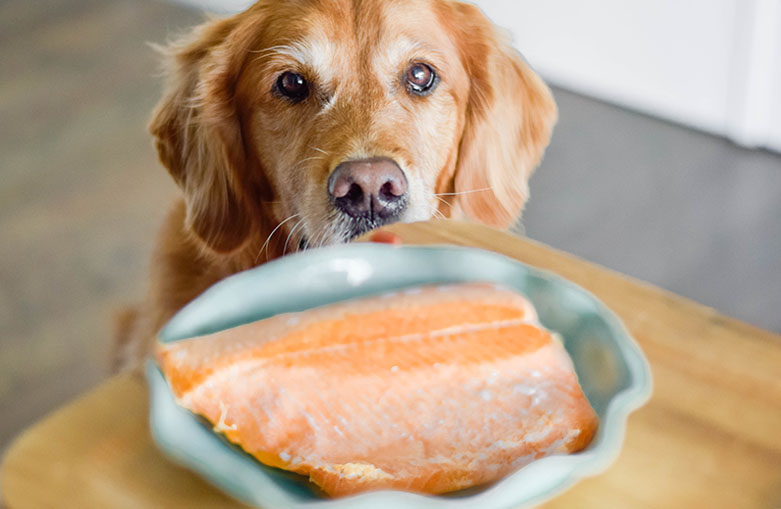 Can Dogs Have Salmon Cooked