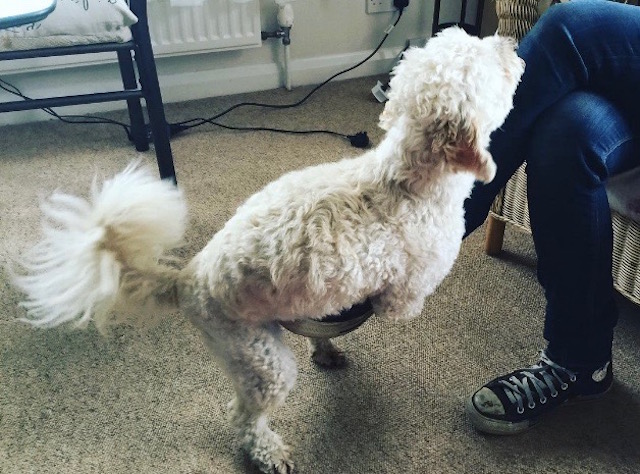 Why Do Female Dogs Hump