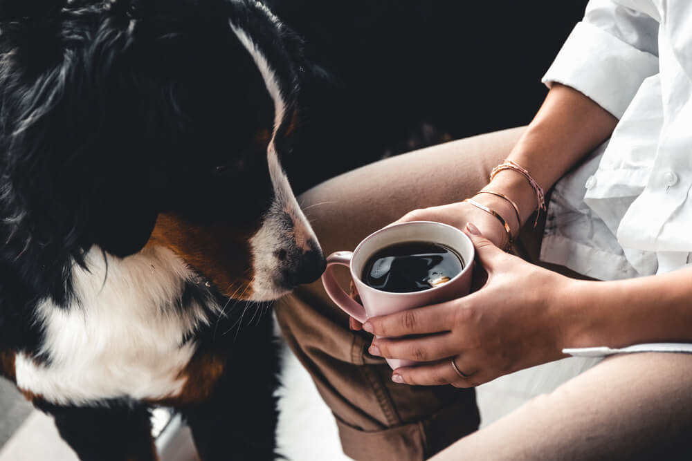 What to Do If Your Dog Drinks Your Coffee
