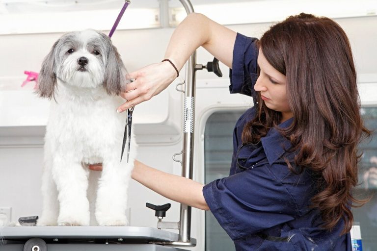Curated visual reference: Understanding Pet Groomer Pay Scales Reference: How Much Do Dog Groomers Make Dog Groomers Salary 2025